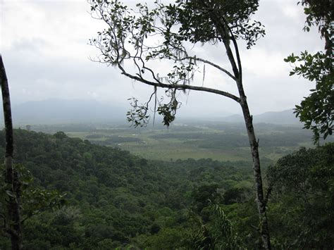 Filerainforest In Guyana Wikimedia Commons