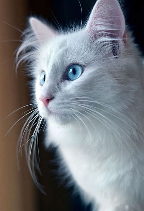 White Cats With Blue Eyes Are Almost Invariably Deaf Beautiful Cats