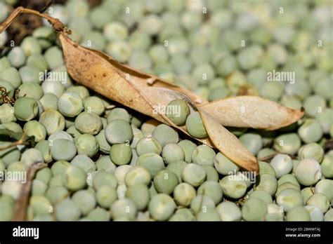 Pea Seeds Hi Res Stock Photography And Images Alamy
