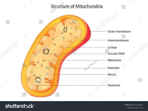 Biological Structure Mitochondria Anatomy Mitochondrion Outer Stock