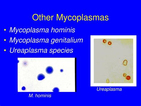 Ppt Mycoplasmas And Fastidious Gram Negative Bacteria Powerpoint