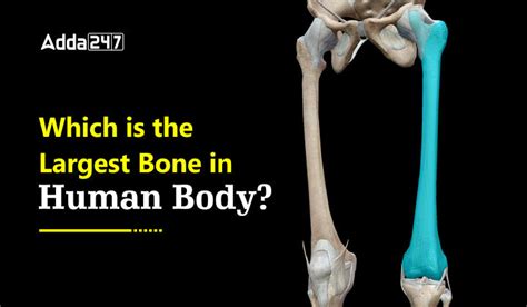 Largest Bone In Human Body