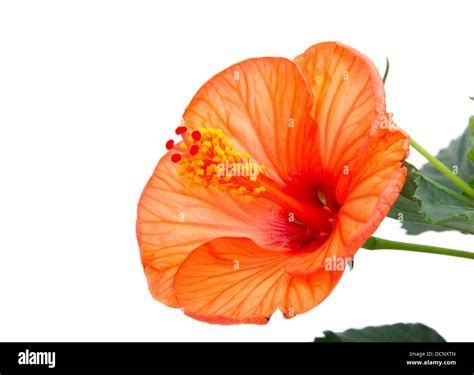 Red Hibiscus Flower On White Background Stock Photo Alamy