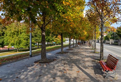 Il Viale Alberato Di Luino Che Si Veste D Autunno La Foto Di Filippo Impieri