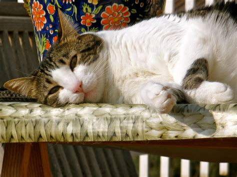 Free Images Cute Pet Portrait Kitten Feline Tabby Furniture