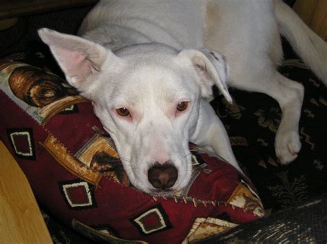 Vegan Puppy Diet Recipes : Vegan / Vegetarian Diet for Dogs | Greenpet