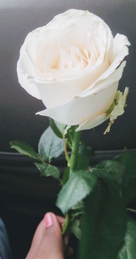 31 Gambar Foto Mawar Putih Galeri Bunga Hd