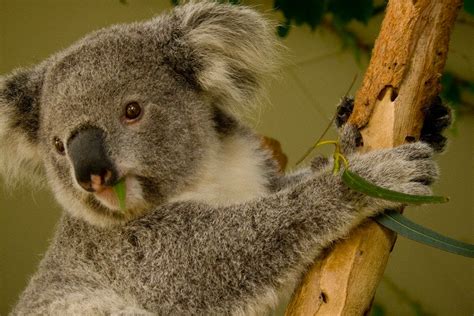 The Reason Koalas Are In Danger Of Extinction