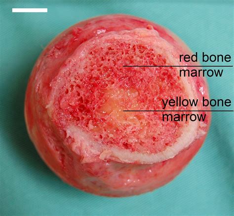 Bone Marrow Structure And Function