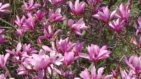Magnolia Flower Quotes Quotesgram