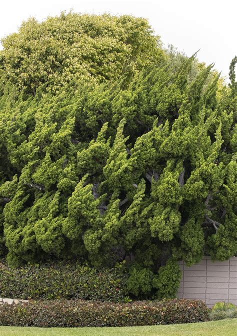Hollywood Juniper Juniperus chinensis 'Torulosa' – Fanelli's Landscape