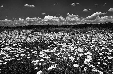 You can download the wallpaper as well as utilize it for your desktop computer. Nature in Black and White - Photography by Dan Wray