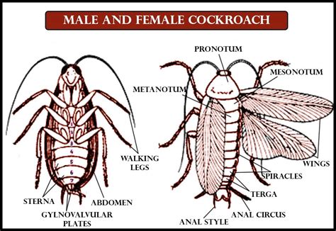 Anal Style Is Present Ina Male Cockroachb Female Cockroachc Both