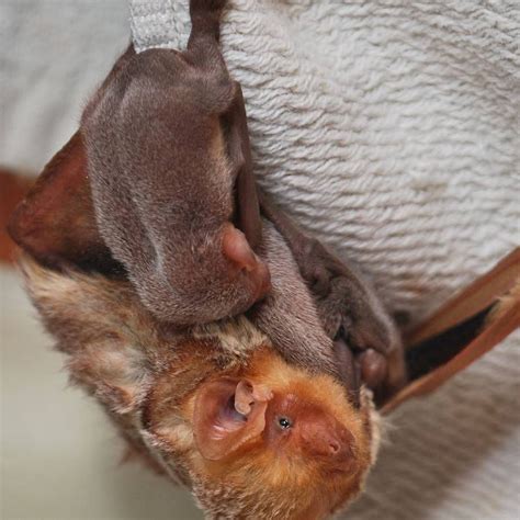 19 Of The Cutest Bat Species