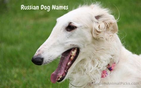 Russian Dog Names 350 Incredible Dog Name Ideas Updated 2022