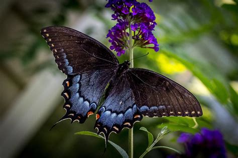 Butterfly Nature Insects Macro Zoom Close High Quality Hd Desktop