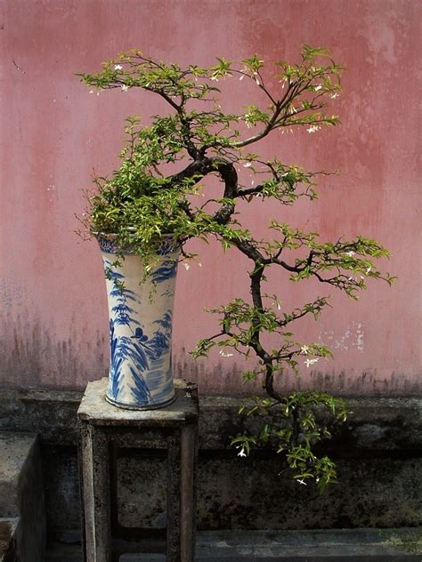 Bonsai Miniature Trees A Visual Little Miracle By