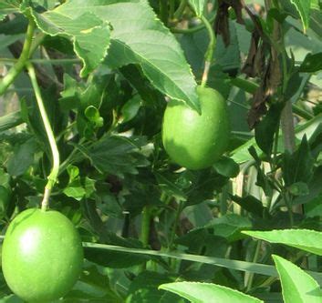 We did not find results for: Foraging Oklahoma wild fruit. | Edible wild plants, Edible ...