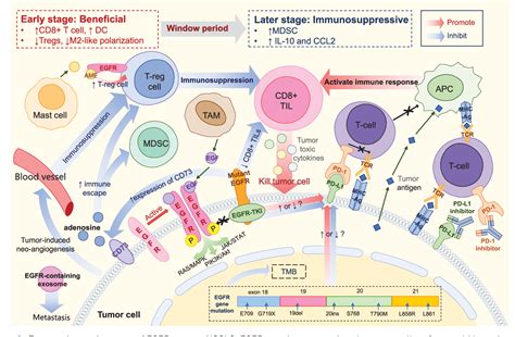 Figure From Application Of Immune Checkpoint Inhibitors In Egfr