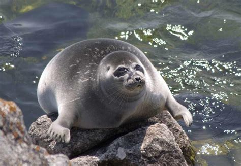 The Baikal Seal Is One Of The Smallest True Seals In The World And