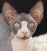 Cats & kittens in melbourne region, vic. Learn About The Sphynx Cat Breed From A Trusted Veterinarian