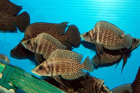 Altolamprologus Calvus Fish Sheet