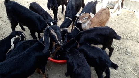 Black Bengal Goats Ma Goat Farm Youtube