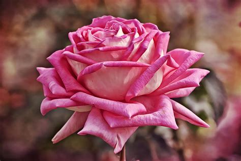 Pink Rose In Full Bloom Photograph By Gaby Ethington Fine Art America