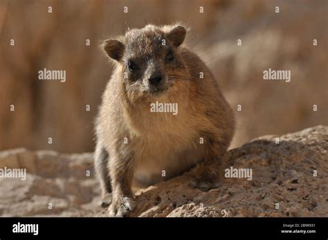 Rock Hyrax In The Ein Gedi National Park In Israel Protected Wild