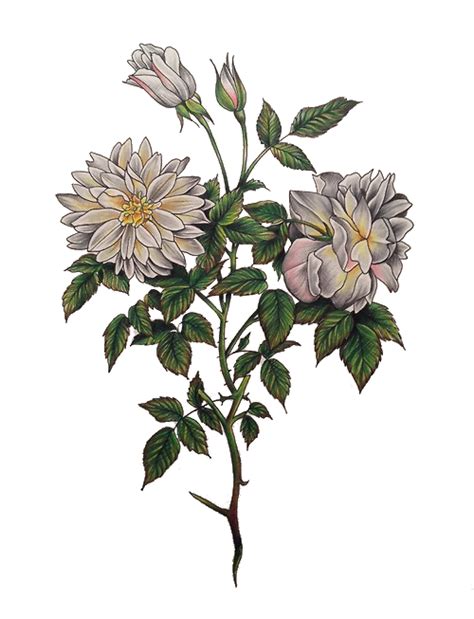 transparent flower on Tumblr