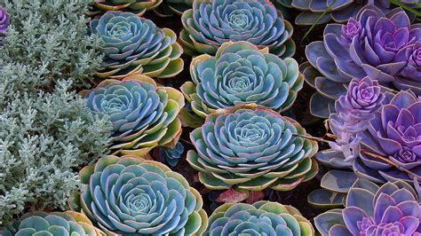 Succulent Garden Desktop Wallpapers Top Free Succulent Garden Desktop