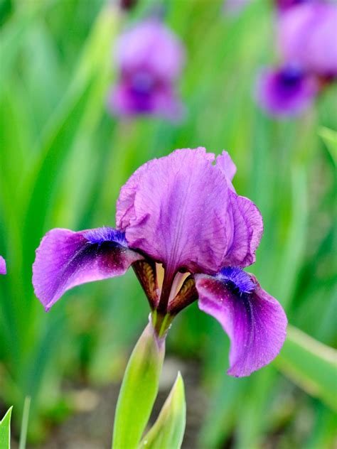 Maybe you would like to learn more about one of these? Flowering Bulbs for Fall Planting | DIY