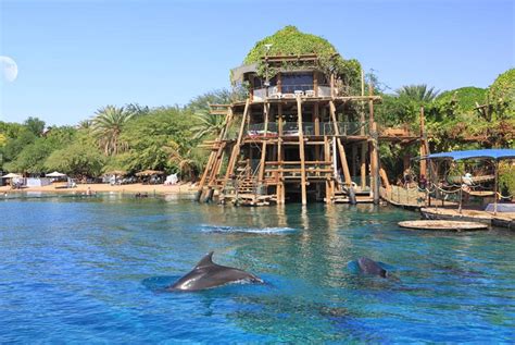 Dolphins Reef Eilat