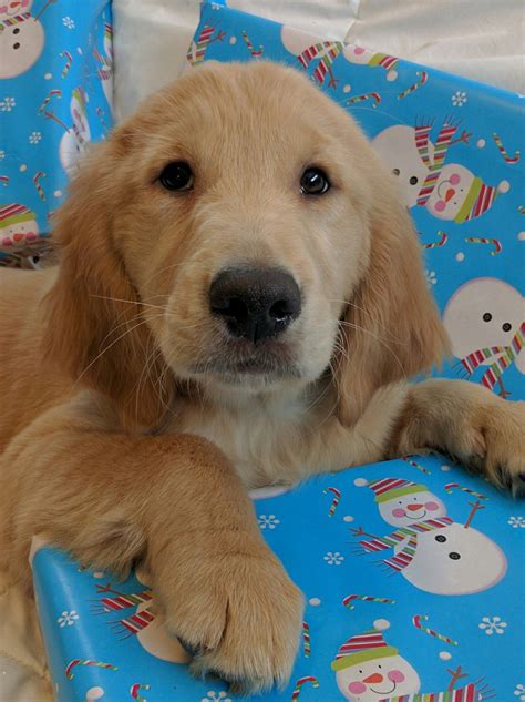 Each dog's amazing, champion packed pedigree, can be seen on each individual page. Golden Retriever Puppies For Sale | Fort Gratiot Township, MI #175259