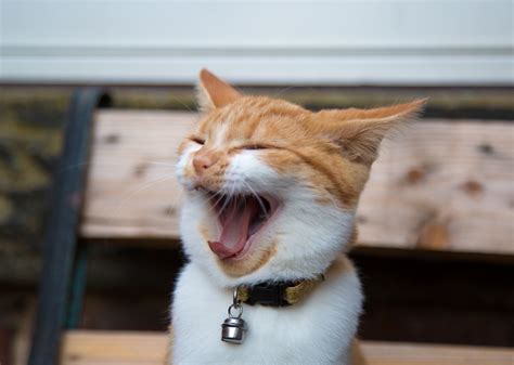 Smiling Cat Free Stock Photo Public Domain Pictures