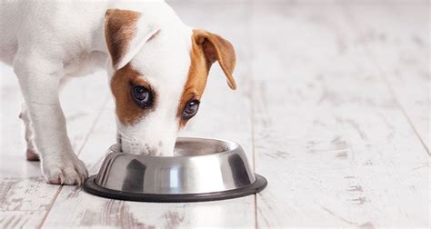 High fiber pet food can help in keeping bowel activity regular, reducing the possibility of colon cancer. 10 Best High Fiber Dog Food (April 2021 Reviews)