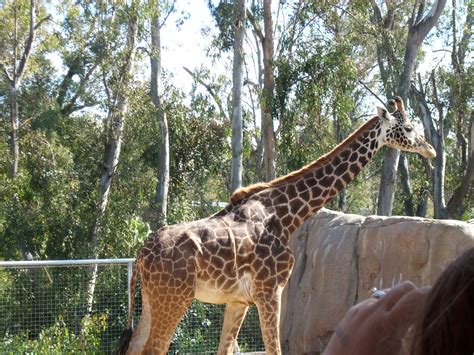 Giraffe At The San Diego Zoo March 2011 San Diego Zoo Giraffe March