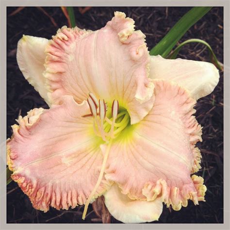 Daylily Sweet Baby Of Mine Powder Pink Daylily With Highly Ruffled