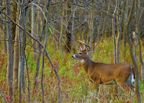 Minnesota Deer Hunters Best Source For News Opinions And More