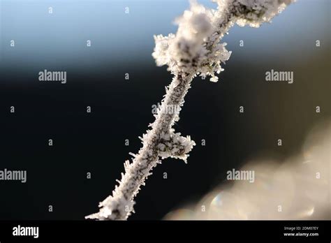 Ice Crystals On The Branches Stock Photo Alamy