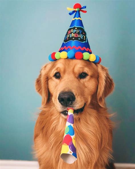 Repin Alcottgear Happy Birthday Dog Dogs Golden Retriever Dog