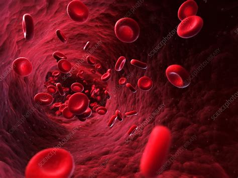 Human Red Blood Cells Artwork Stock Image F0101632 Science