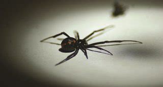 Emphasis is on bites, how they live, why they the red back spider prefer to live in its silky nest and it is capable of eating prey its own size read more. Five Spiders You Might Meet in Houston - Holder's Pest ...