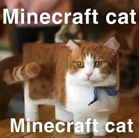 Minecraft Cat Rokbuddyretard
