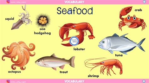 Seafood Vocabulary Youtube