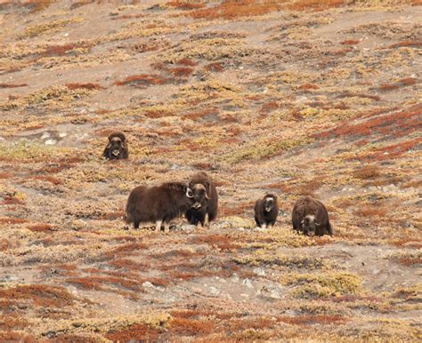 Wildlife In Greenland Oceanwide Expeditions