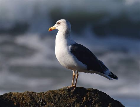 Rare Lesser Black Backed Gull At Coronado Greg In San Diego