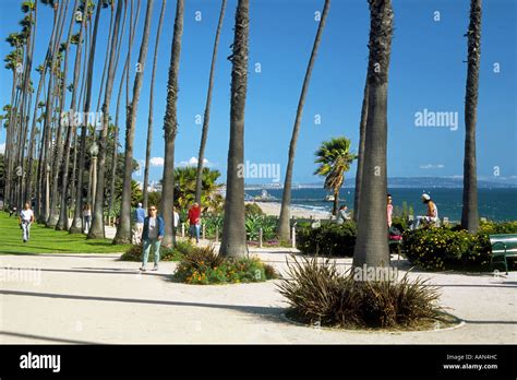 Section Of The Santa Monica Bluffs With Its Rows Of Palm Trees As Seen