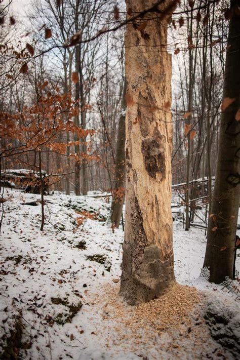 Tree With Torn Off Bark In Forest In Winter Stock Photo Image Of
