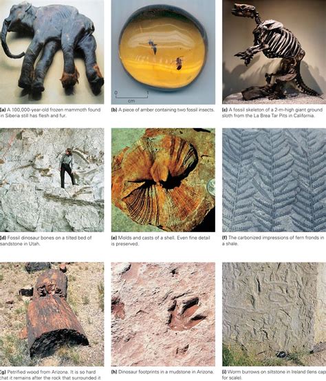 Fossilization ~ Learning Geology